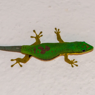 Ranomafana - Lined day gecko